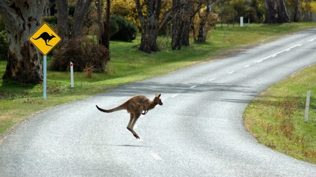 Article image for Urban sprawl to blame for spike motorists colliding with kangaroos