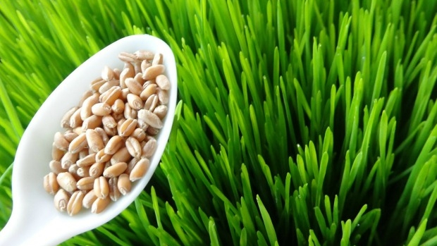 Article image for Superfood health benefits nothing more than a marketing scam