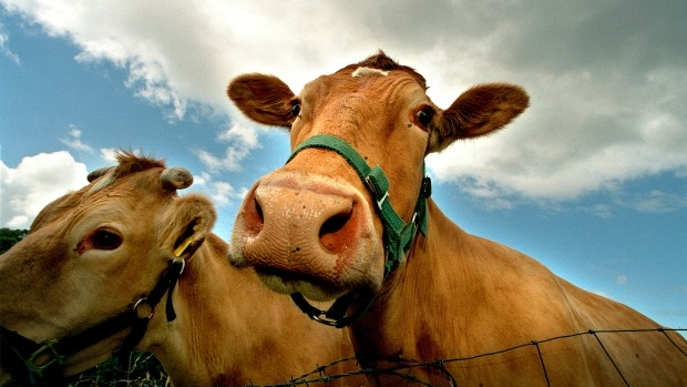 Article image for Petition to stop ‘misleading’ farm from slaughtering animals
