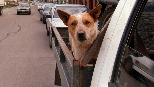 Article image for Man who chased down stolen ute condemned by police