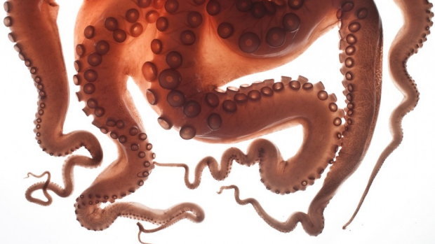 Article image for The octopus that stole the GoPro has given it back!