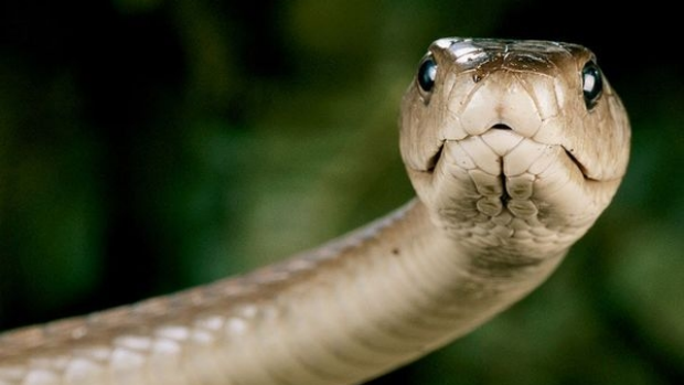 Article image for RUMOUR FILE: Crocs, snakes, spiders discovered at Highton home