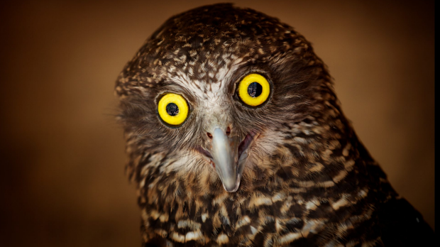 Article image for Councillor has birds stuffed for ‘educational purposes’