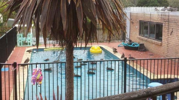 Article image for Residential swimming pool overrun by ducks
