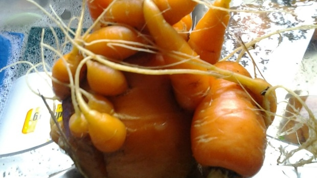 Article image for Show and tell: crazy carrot