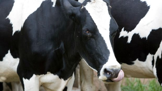 Article image for The ‘rent-a-cow’ scheme getting young people into dairy farming