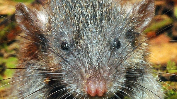 Article image for New species discovered. Introducing the slender root rat!