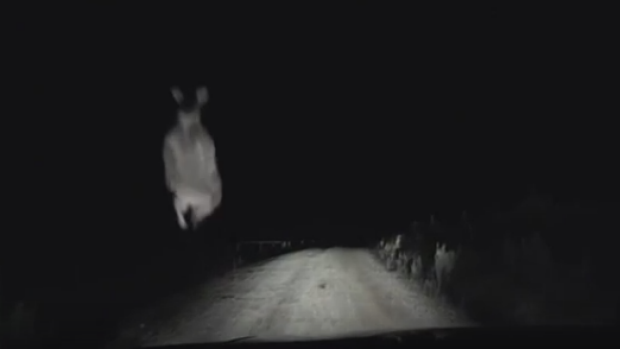 Article image for Dashcam video captures the moment a kangaroo jumps into a car windshield