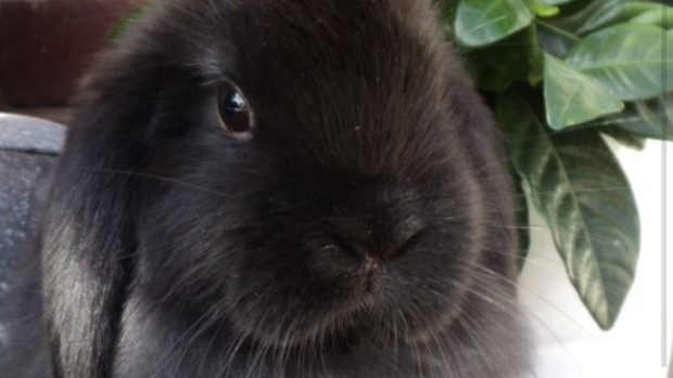 Article image for Good news! Belle’s bunny rabbit, Wallace has been found