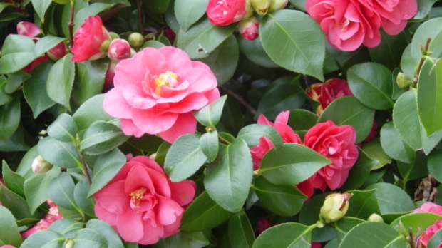 Article image for Problem Solver: Camellias