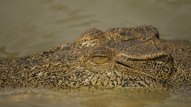 Article image for Victorian man fights off crocodiles after mate drowns in Northern Territory