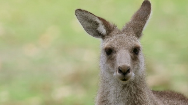 Article image for Jogger hit by kangaroo after it was struck by a car … at Kangaroo Flat