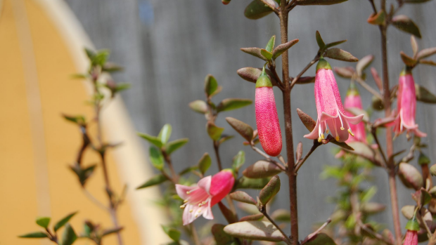 Article image for Jane Edmanson’s plant of the week