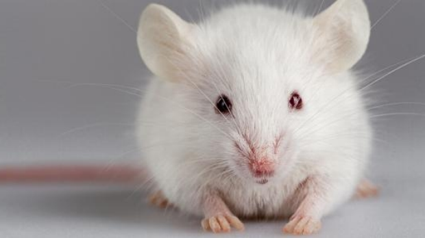Article image for Federal Government set to make animals go without cosmetics