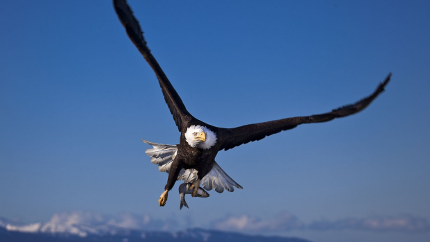 Article image for Child had frightening experience with a bird at the Heavlesville Sanctuary