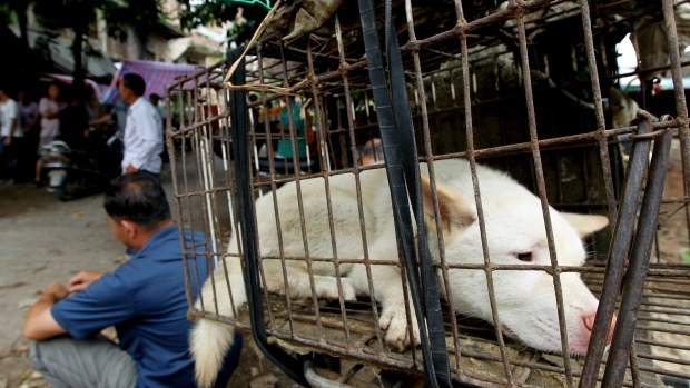 Article image for Tom Elliott explores ethics surrounding China’s controversial Yulin dog meat festival