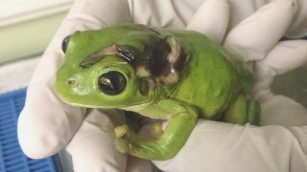 Article image for Green tree frog has lifesaving surgery after being run over by lawn mower