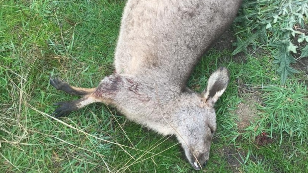Article image for More than 20 kangaroos killed ‘inhumanely and illegally’ at Lancefield