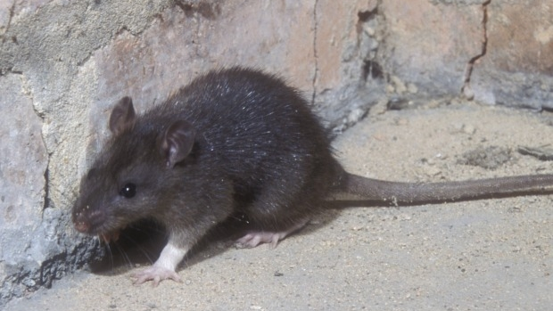 Article image for Victorian motorists left with massive damage bills due to rats eating cars