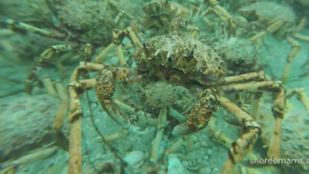 Article image for Giant Spider Crabs begin their migration through Port Phillip Bay