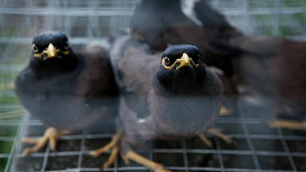Article image for Banyule Council declares war on ‘plagues’ of Indian myna birds