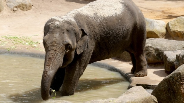 Article image for Baby elephant at Melbourne Zoo is undergoing treatment