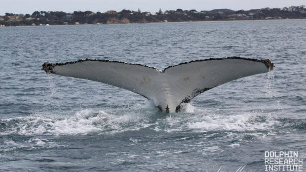 Article image for Pod of humpback whales spotted in Port Phillip Bay
