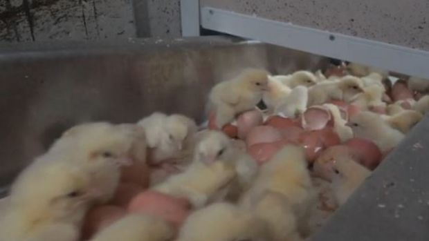 Article image for Gruesome video shows male chicks being ‘shredded’