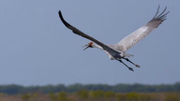 Article image for New wind farm near Dundonell to take into account brolga bird’s plight
