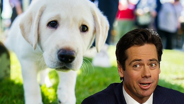 Article image for RUMOUR CONFIRMED: Gillon McLachlan reveals dogs are allowed at AFL House