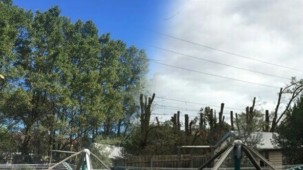 Article image for Before and after: Trees cut to make way for SkyRail