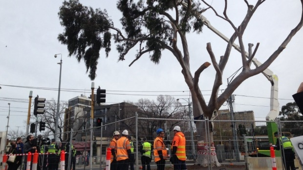 Article image for Parkville tree cut down after protesters removed by police