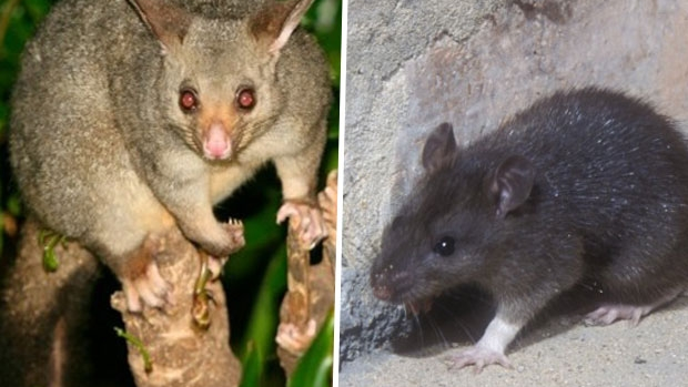 Article image for New Zealand planning to exterminate all rats and possums by 2050