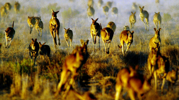 Article image for Thousands of Kangaroos rescued from urban Melbourne every year