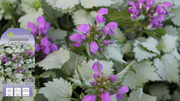 Article image for Jane’s Plant of the Week