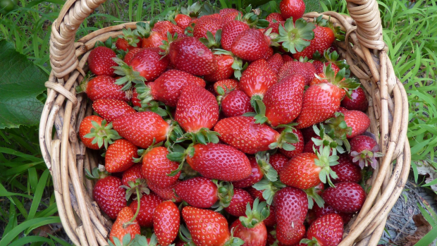 Article image for Good news: there’s nothing suspicious about really cheap strawberries