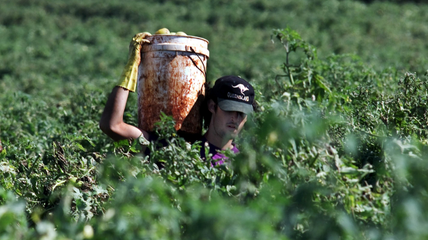 Article image for Fruit picking jobs increasingly being taken up by backpackers