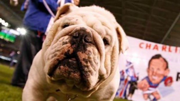 Article image for UPDATE: Sid The Bulldog mascot WILL be at the AFL Grand Final