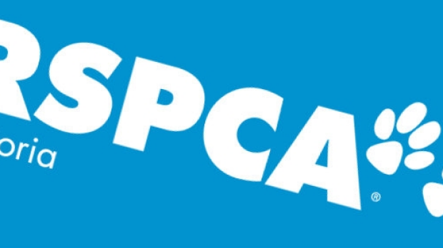 Article image for RSPCA alarmed after husky’s violent death, alarming trend in extreme violence against animals