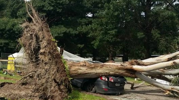 Article image for 3AW listener has car crushed by tree in weekend wind