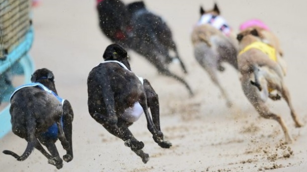 Article image for NSW backflips on greyhound racing ban