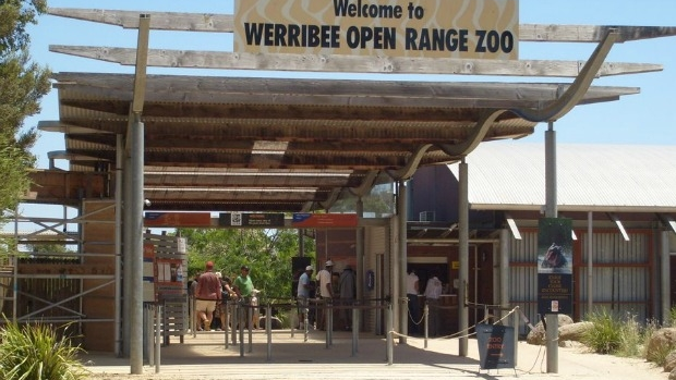 Article image for Zoos Victoria ‘devastated’ over accidental animal deaths, reviews practices