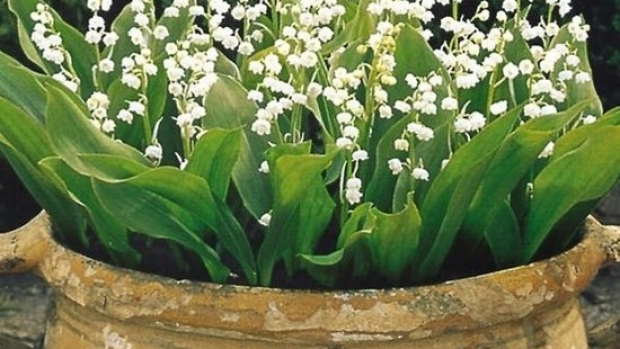 Article image for Jane’s Plant of the Week