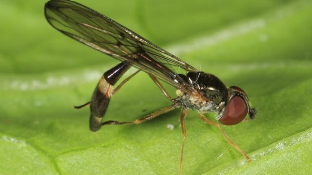 Article image for Ross and John find out why hoverflies have invaded Melbourne