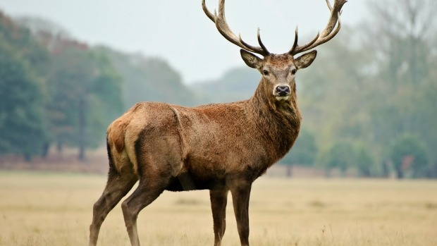Article image for 71,000 deer culled in Victoria last year