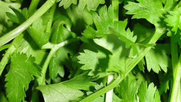 Article image for Deakin researchers have found our relationship with coriander is all to do with genetics!