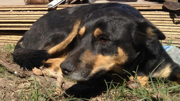 Article image for Beloved dog dead after disturbing baiting incident
