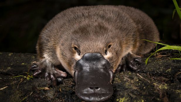 Article image for Platypus numbers in serious decline