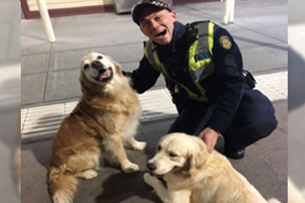 Article image for Two mischievous dogs picked up by police for ‘loitering’ at Sunbury