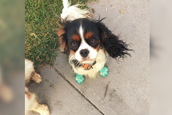 Article image for Dogs feet turn green after walking through ‘Round Up’ at Williamstown park